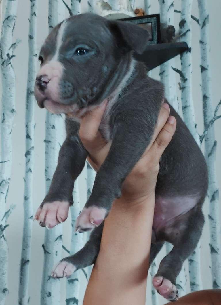 Photo of American bully/pitbull puppies One female available!!