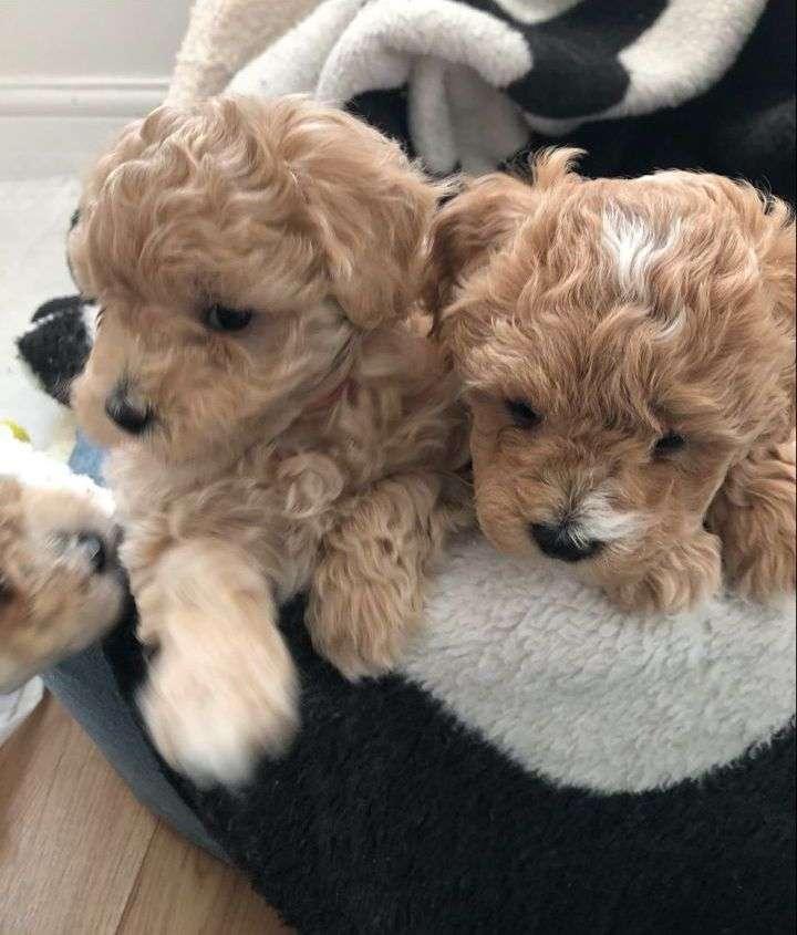 Photo of Maltipoo babies ready to leave. 2 boys 2 girls Available