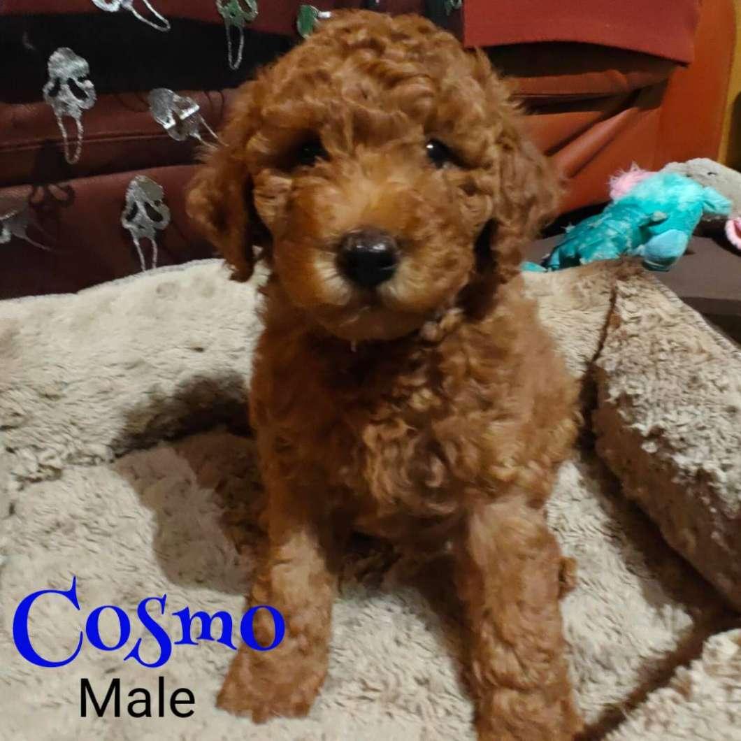 Photo of 2 Male Mini F1b Goldendoodle Puppies 