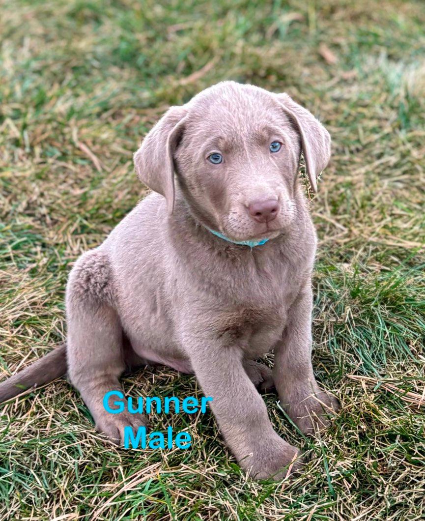 Photo of Silver, Chocolate and Black Lab Puppies