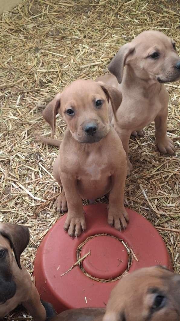 Photo of Bullmastiff puppies