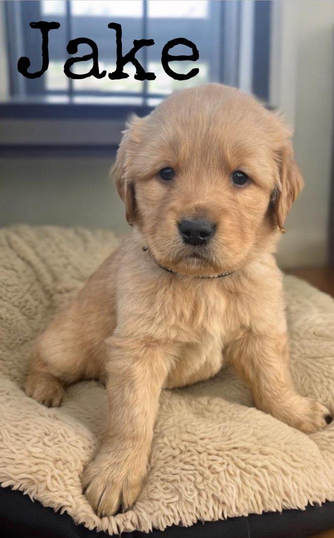 Photo of Golden retriever puppies 