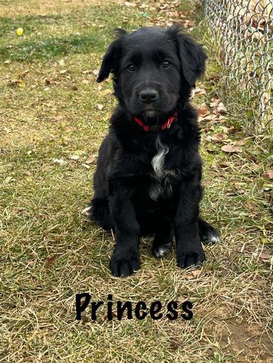 Photo of Golden Retriever/Collie Cross Puppies - 1