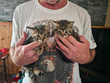 Photo of Free kittens must go together - 1