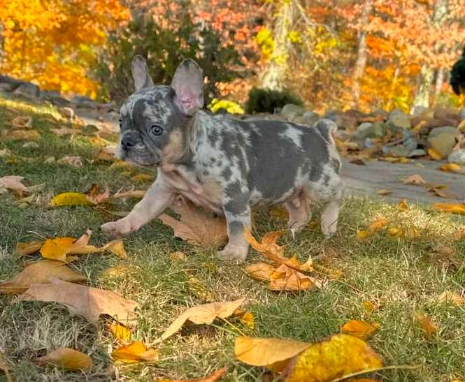 Photo of Blue~Merle coat French Bulldog Puppies Ready To Leave.