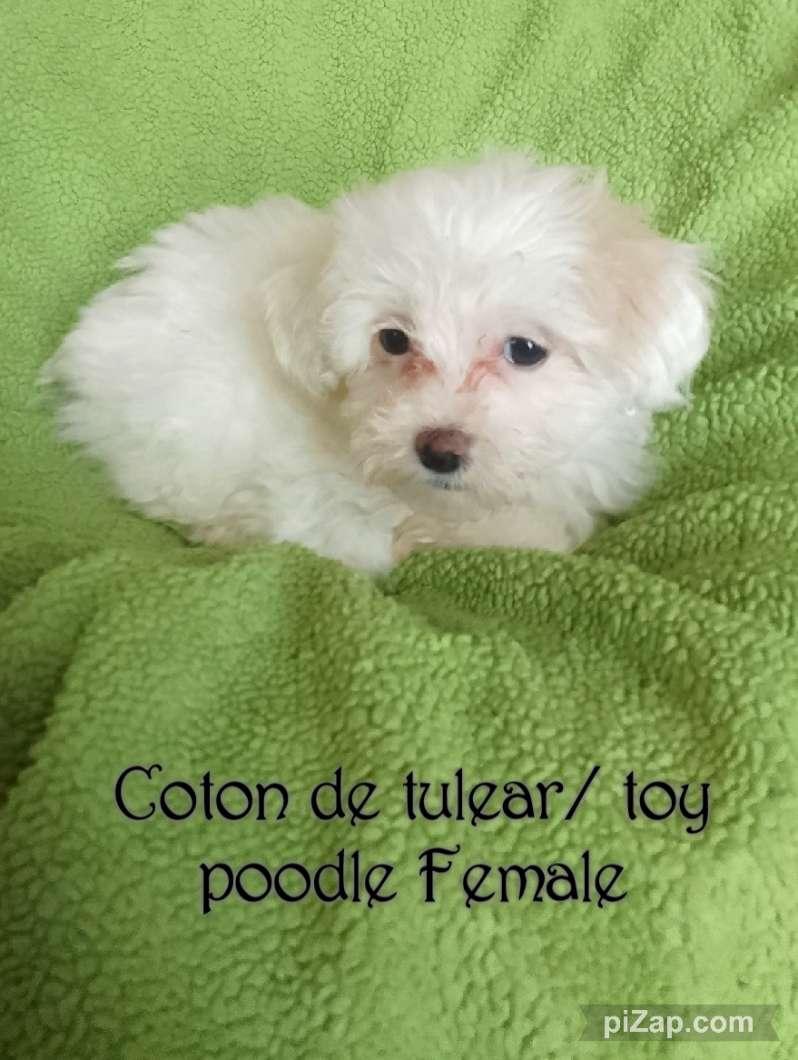 Photo of Small Coton de tulear/ toy poodle puppies