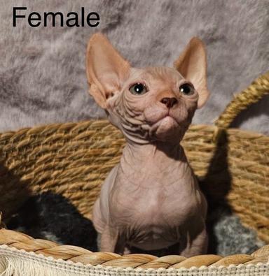 Photo of Sphinx Kittens - 1