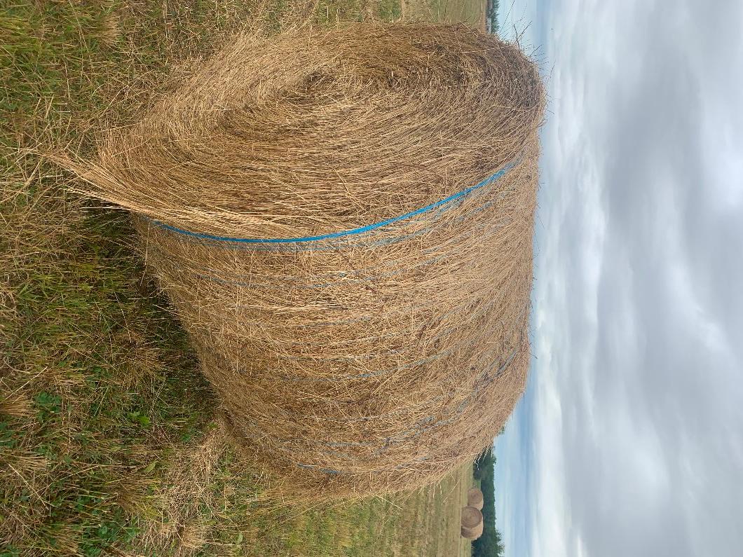 Photo of Hay for sale