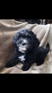 Photo of 8 week old Gorgeous Bichon Pom/ Shih Poo Puppies