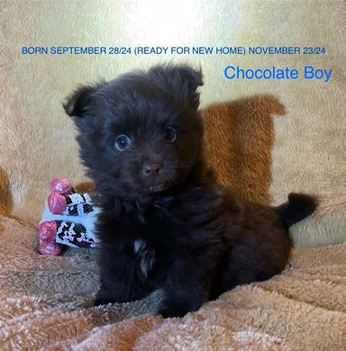 Photo of M-Choc/Pom/Yorkie & F black splash Merle! - 1