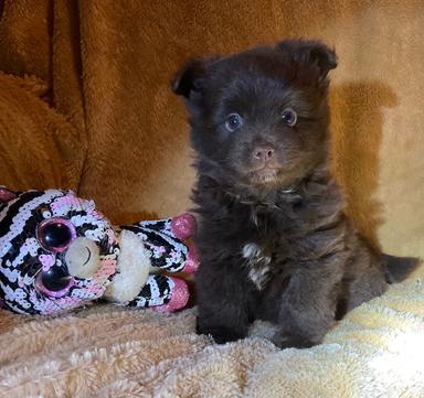 Photo of M-Choc/Pom/Yorkie & F black splash Merle! - 2