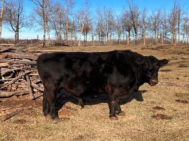 Photo of Lowline bull for sale  - 1