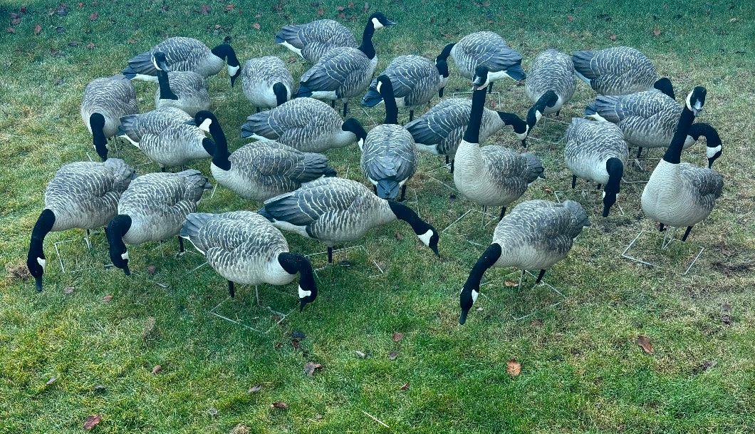 Photo of Full Body Goose Avian X Decoys