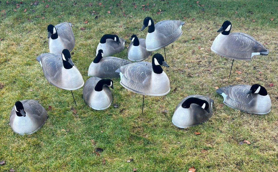 Photo of 12 Flambeau Shell Goose Decoys