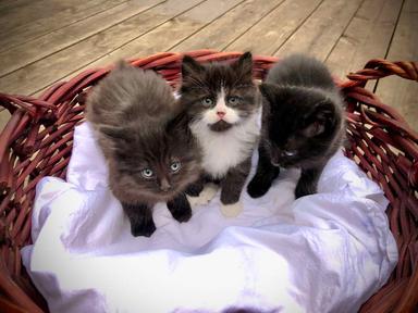 Photo of Free Kittens - 1