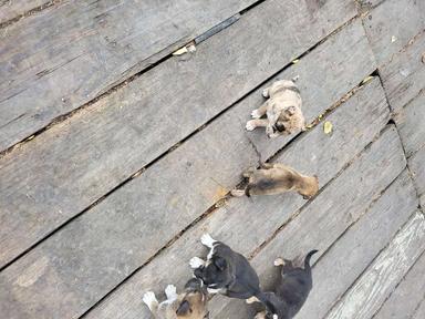 Photo of Free pups  - 2