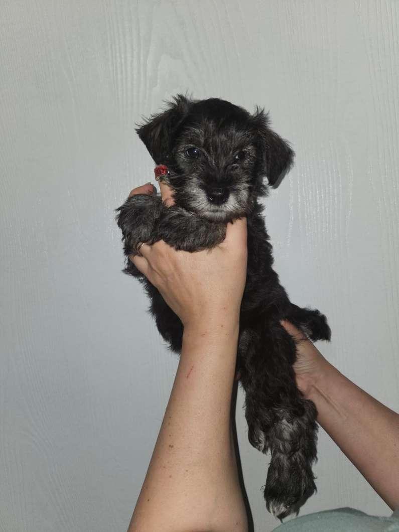 Photo of Mini Schnauzer Puppies For Sale