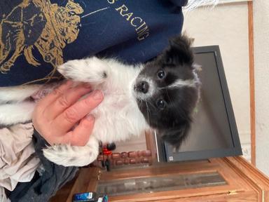 Photo of Pom x puppies - 2