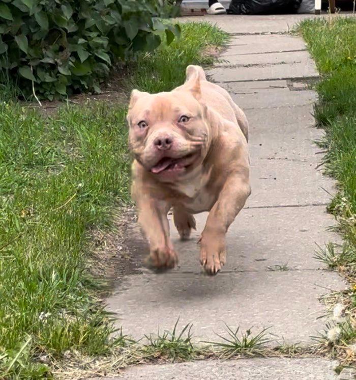 Photo of Female pocket american bully for sale.Wanted to 