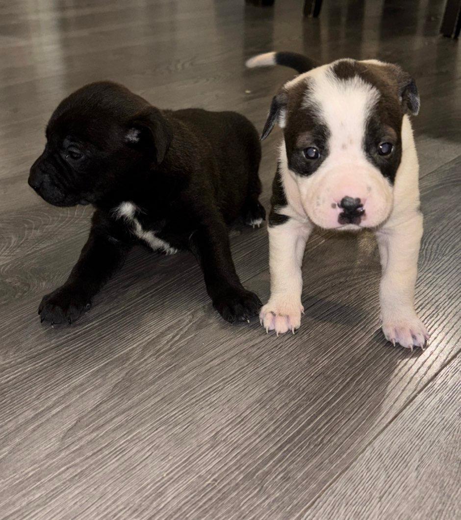 Photo of Pitbull pups 