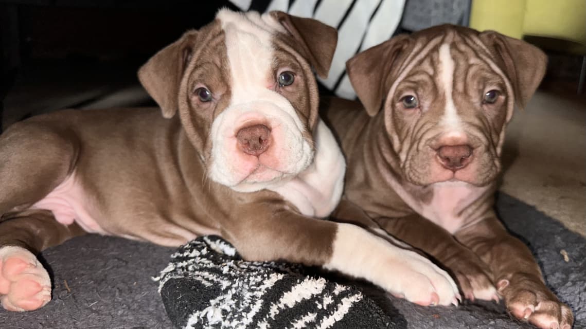 Photo of 2 male Olde English Bulldog puppies