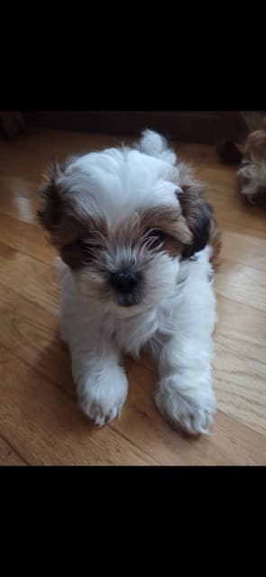 Photo of Shitzu male