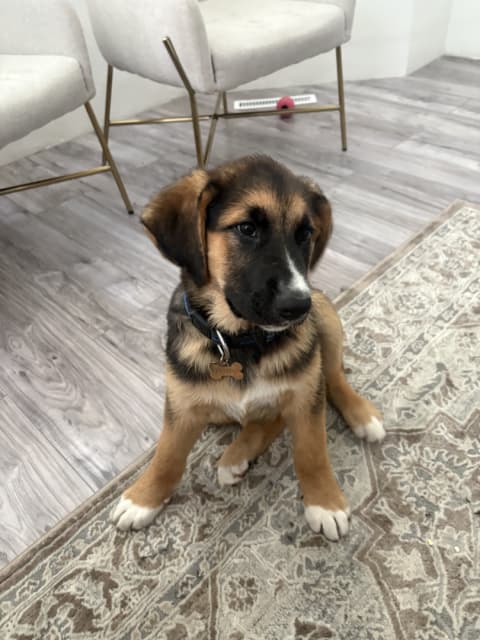 Bernese Mix Puppy - 1 - 1753657012061_IMG_1500