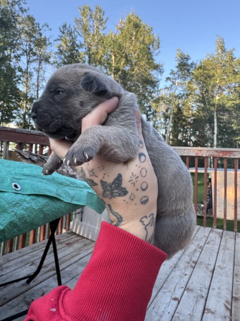 Cane Corso puppies - 14 - 1753814312079_IMG_0004