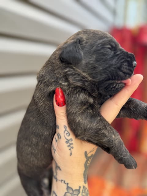 Cane Corso puppies - 11 - 1753814312079_IMG_0068