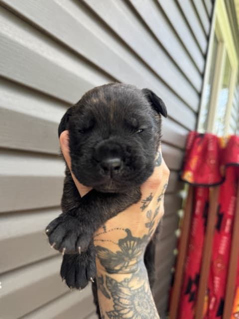 Cane Corso puppies - 12 - 1753814312079_IMG_0071