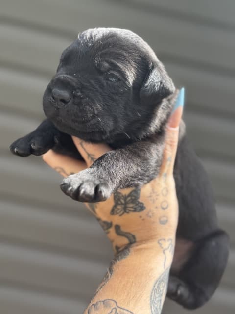 Cane Corso puppies - 10 - 1753814312079_IMG_0164