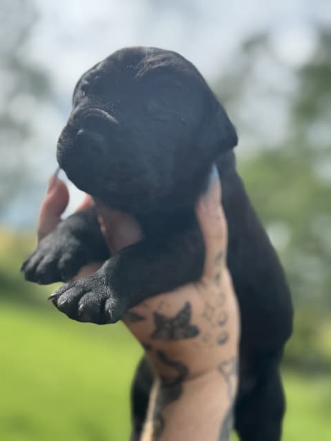 Cane Corso puppies - 7 - 1753814312079_IMG_0165