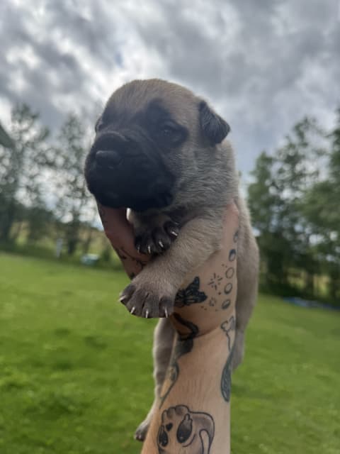 Cane Corso puppies - 5 - 1753814312079_IMG_0169