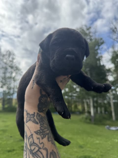 Cane Corso puppies - 4 - 1753814312079_IMG_0170
