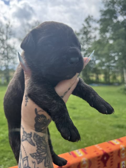 Cane Corso puppies - 3 - 1753814312079_IMG_0175