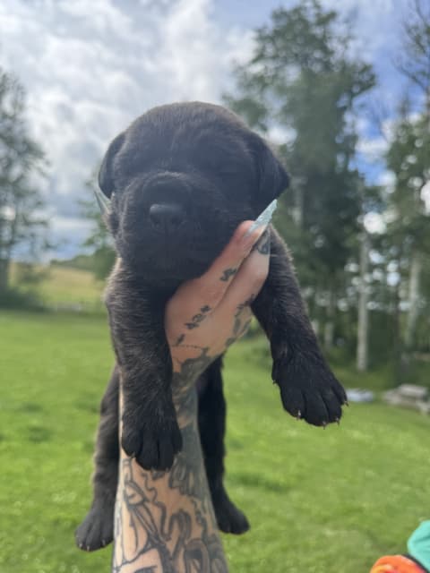 Cane Corso puppies - 1 - 1753814312079_IMG_0177