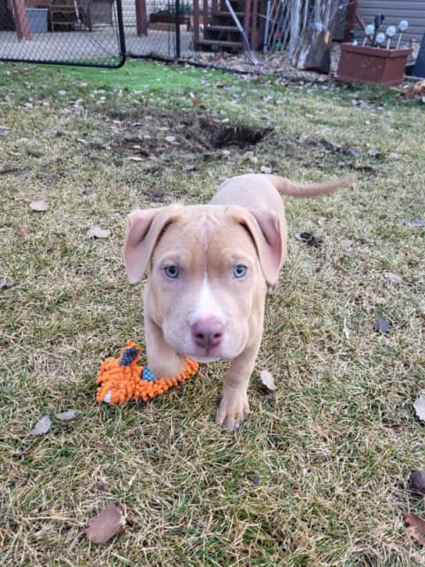 Pit bull puppy - 4 - 1732041441772_image000006