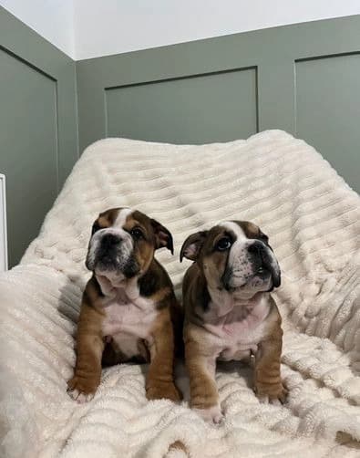 English Bulldog Puppies For Sale - 2 - 1734319514233_english-bulldog-dogs