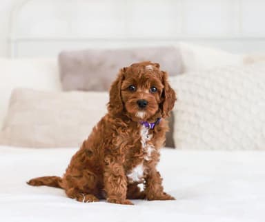 Photo of Cavapoo and goldendoodle puppies available for adoption and rehoming  - 2