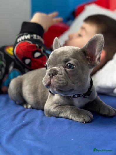 Photo of xxxx French Bulldog Puppies Readyxxx