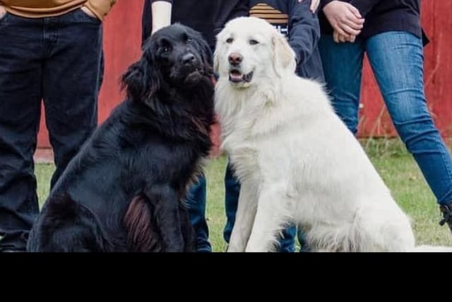 Maremma-Abruzzese x Newfoundland puppies - 1 - 1735521216867_IMG_6697