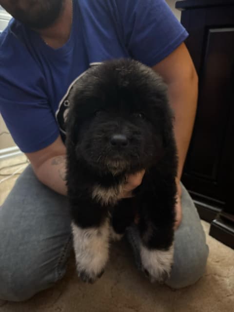 Maremma-Abruzzese x Newfoundland puppies - 3 - 1735521216868_IMG_6699