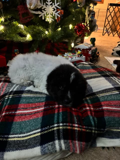 Maremma-Abruzzese x Newfoundland puppies - 5 - 1735521216868_IMG_6702