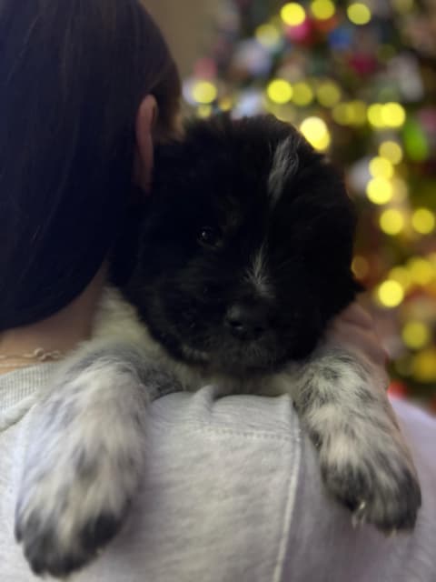 Maremma-Abruzzese x Newfoundland puppies - 6 - 1735521216868_IMG_6703