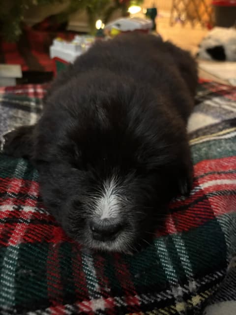 Maremma-Abruzzese x Newfoundland puppies - 11 - 1735521216868_IMG_6708