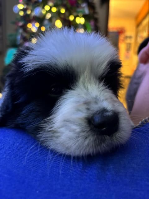 Maremma-Abruzzese x Newfoundland puppies - 13 - 1735521216868_IMG_6710