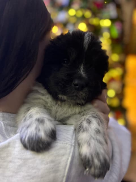 Maremma-Abruzzese x Newfoundland puppies - 14 - 1735521216868_IMG_6713