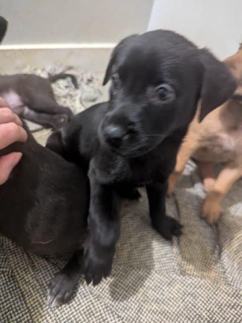 German Shephard Mix Puppies - 8 - 1736868694069_1000012582