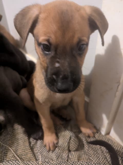 German Shephard Mix Puppies - 3 - 1736868694069_1000012591