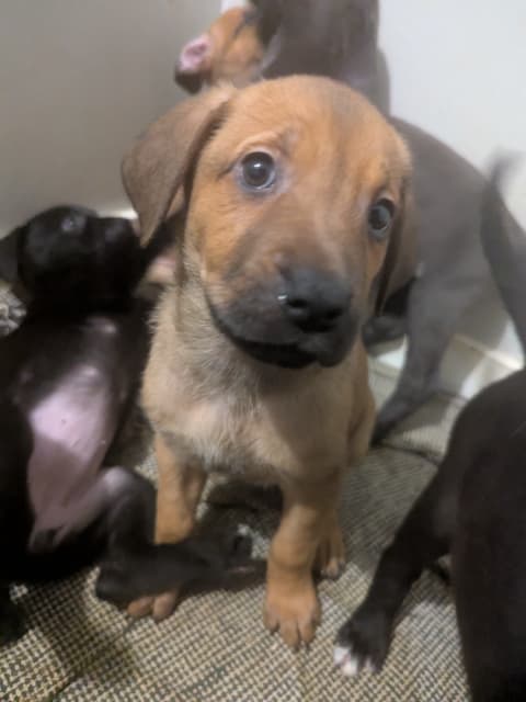 German Shephard Mix Puppies - 2 - 1736868694069_1000012592